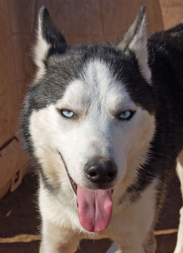 Romeo – MaPaw Siberian Husky Rescue & Referral Service