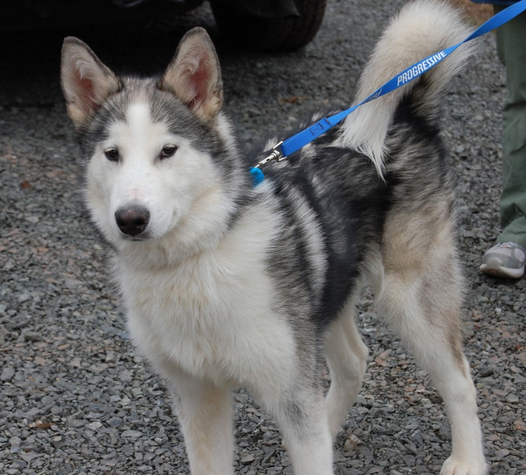 Ghost – MaPaw Siberian Husky Rescue & Referral Service