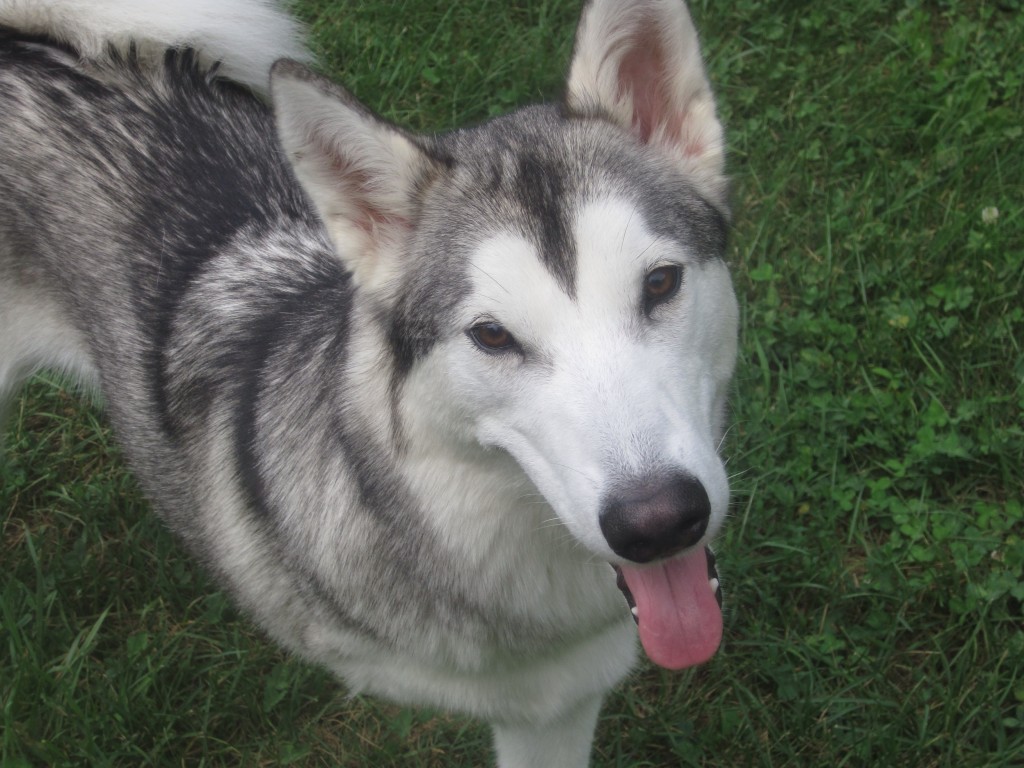 Anastasia – MaPaw Siberian Husky Rescue & Referral Service