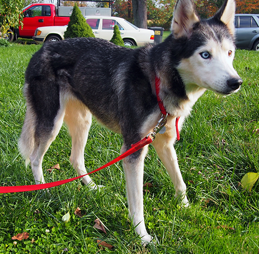 Sally – MaPaw Siberian Husky Rescue & Referral Service